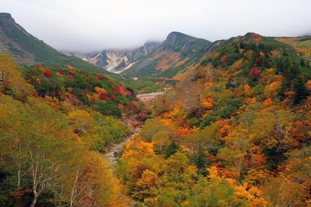 十勝岳に広がる絶景/十勝岳温泉郷の紅葉 画像提供：かみふらの十勝岳観光協会