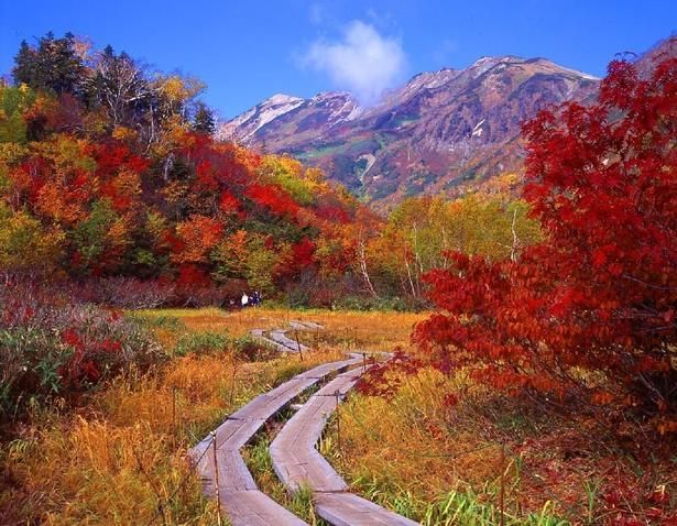 紅葉に囲まれながら遊歩道をウォーキングできる/栂池自然園の紅葉 画像提供：小谷村観光連盟