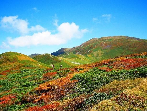 赤と緑が散りばめられた山肌を近くで見ることができる/月山の紅葉 画像提供：一般社団法人月山朝日観光協会