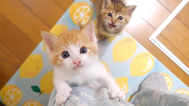 足に登る子猫のニャーニャー隊