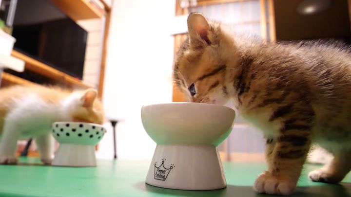 ご飯をモリモリ食べる子猫達