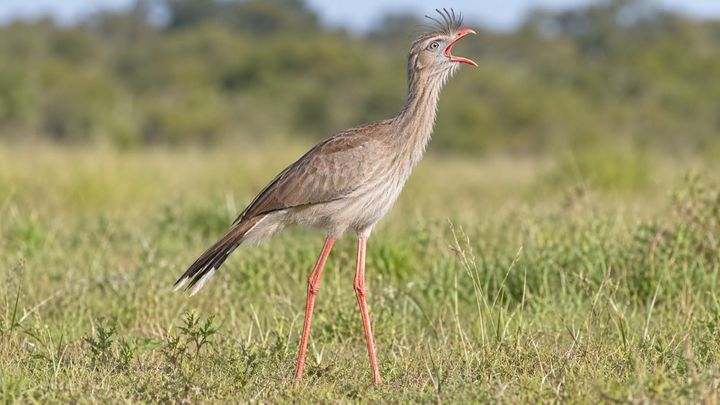「世界一の大声」に名乗りを上げた2種の鳥とは？