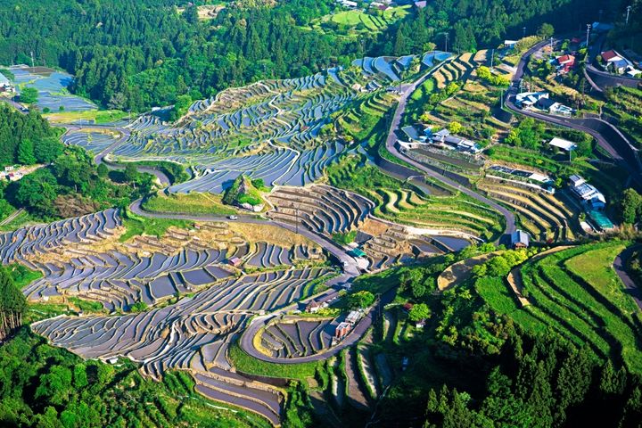 丸山千枚田（熊野市）