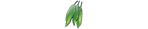 クスノハガシワ（Mallotus philippinensis（Lam.）Mull.Arg.）