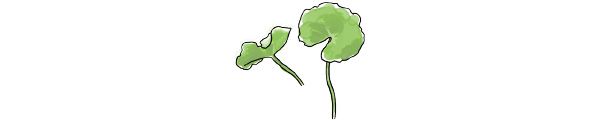 ツボクサ（Centella asiatica）