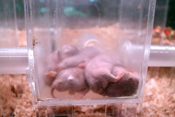 関西で見られるのはここだけ！希少なハダカデバネズミ