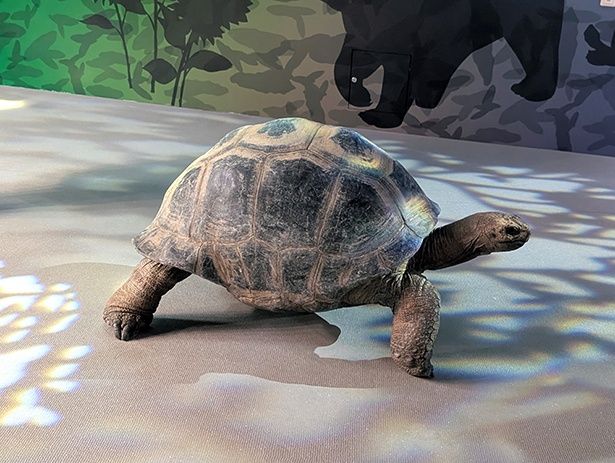 エリア内を自由に歩き回るアルダブラゾウガメ