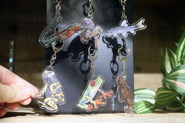 カプセルトイ「平面水族館アクリルキーホルダー」(1回/500円)6種+シークレット1種