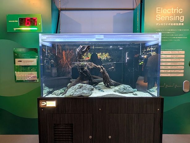 バリイデンキウナギの発する電気をリアルタイムで視覚化した展示