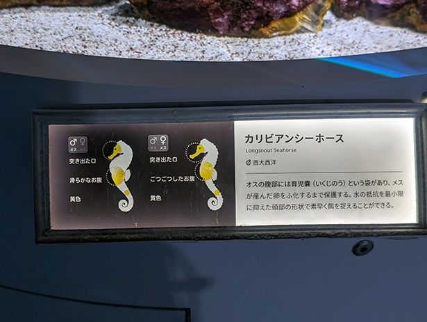 イラストの魚名板。タツノオトシゴの子育てなど興味深い生態も紹介されている