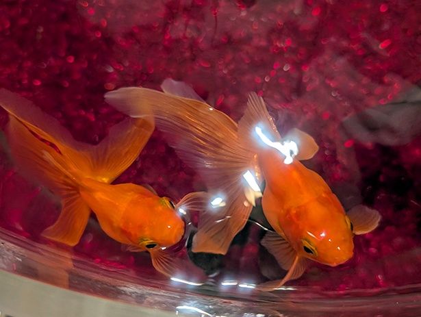 江戸時代にはガラス水槽が普及しておらず、金魚はおもに木製の桶や陶器の鉢で飼われていたため、上から眺めて最も美しく見えるフォルムなのだとか