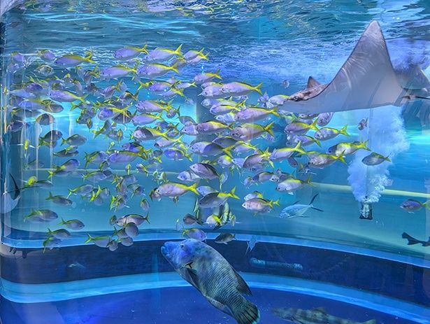 円柱型の水槽「メガシリンダー」内を泳ぐ魚たち