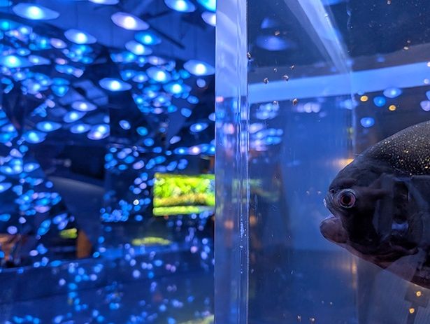 展示の美しさで、SNSでは“映える水族館”とも呼ばれている