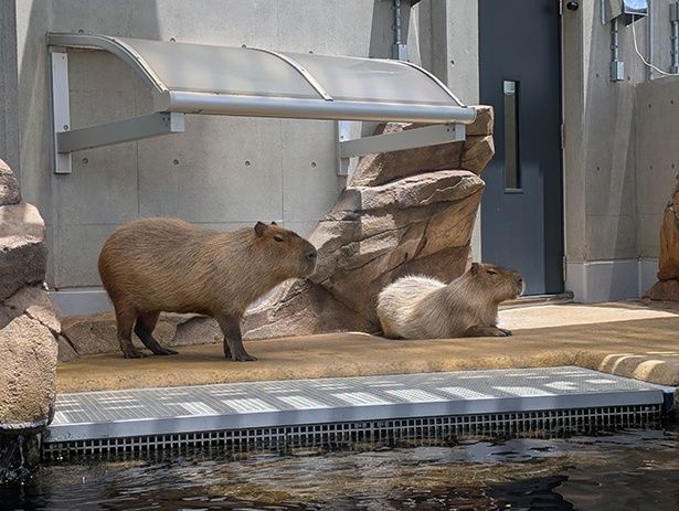 4階で暮らすカピバラ。手前のプールは下の水槽へとつながっており、たまに泳いでいる姿を見られることも