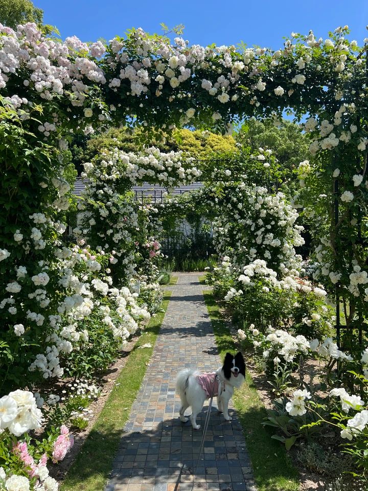 【ハウステンボスに住める!?】美しき別荘地ワッセナーの暮らし_40
