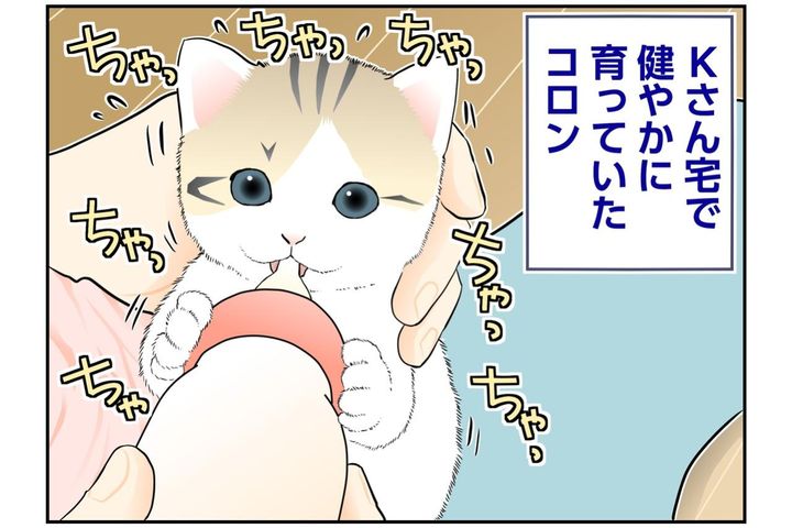 【マンガ・老猫日誌＃137】ミルクのあとは抱っこ！ コロンは甘えん坊〜思い出の老猫日誌・桃姐と小論