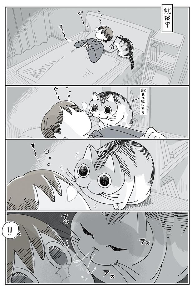 鼻息で起こすネコ （C）キュルZ／KADOKAWA