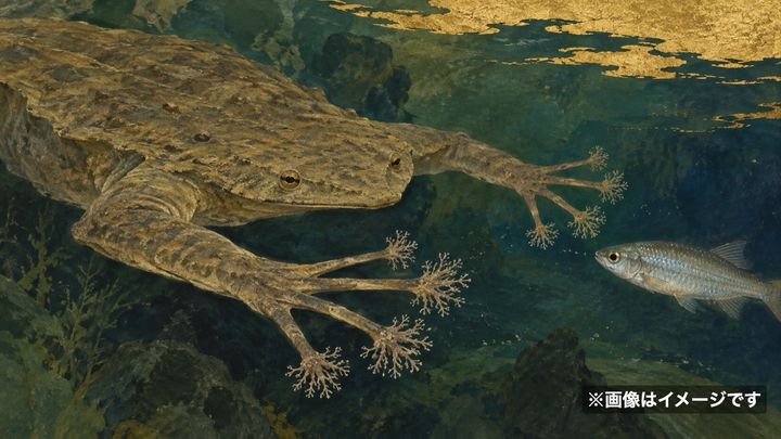 星形の指先で獲物を「見る」カエルがいると判明