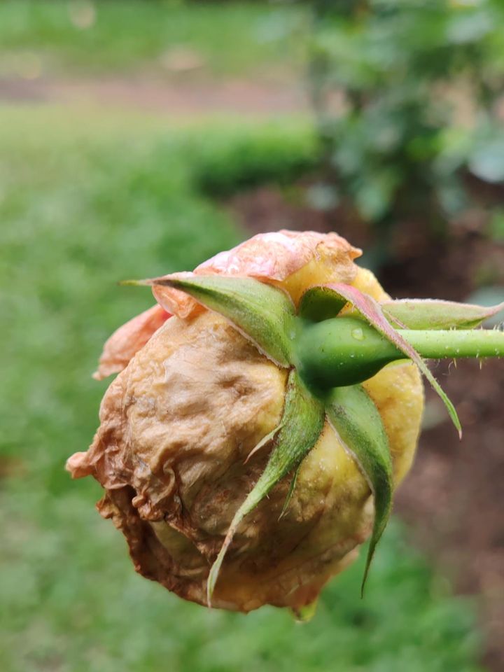 スリランカの植物園で灰色かび病にかかったバラ。蕾がボウリングして茶色に変色し、今にも腐って地面に落ちそうです。