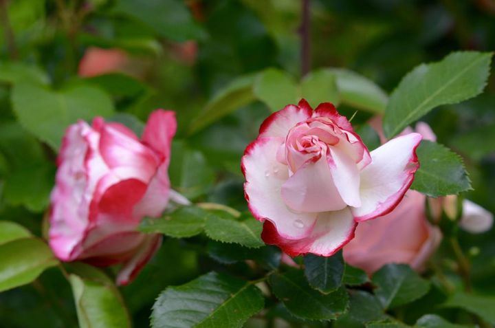 花弁の縁に紅がのる八重咲きのバラですが、花弁数はそれほど多くはありません。葉もしっかりとかたい質感で、雨には強そうです。
