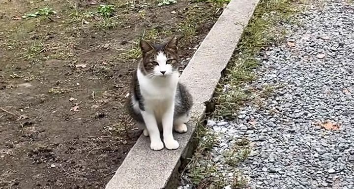 神社で迎えてくれた猫