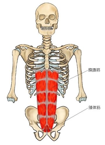 腹直筋