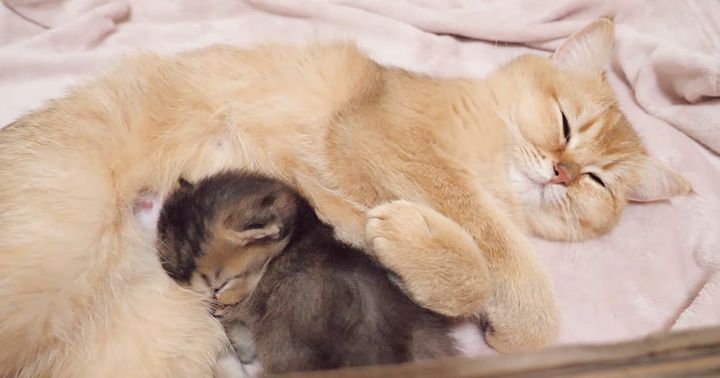 お母さんに寄り添いながら眠る子猫