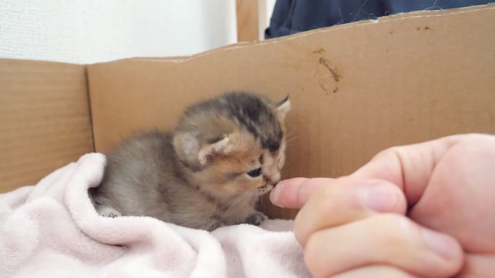 初めて離乳食を食べた子猫