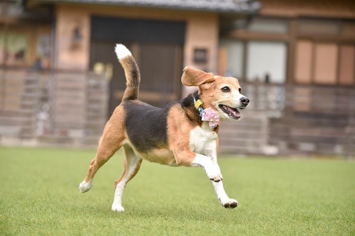 「ペットにしたい中型犬」ランキング、5位のビーグル