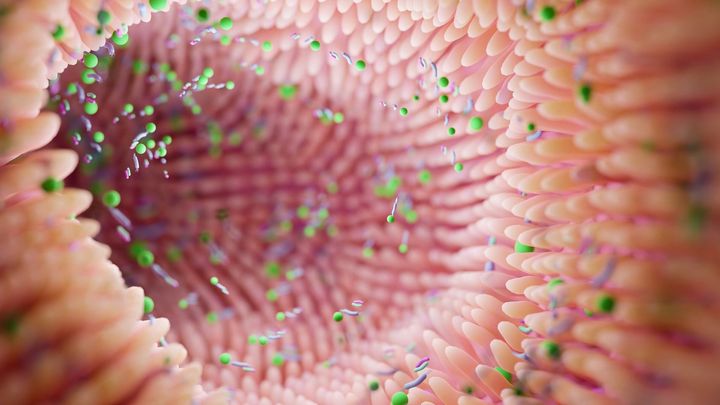 甘いものが、抗生物質で乱れた腸で牙をむく