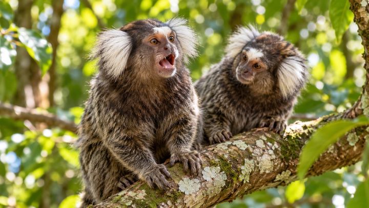 3種のサルの鳴き声に、人間と同じ段階の決まりはあったのか？