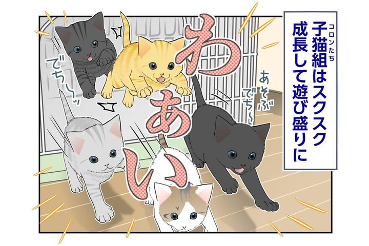 【マンガ・老猫日誌＃138】「今は遊ぶ時間！」コロンの抱っこ作戦は失敗？〜思い出の老猫日誌・桃姐と小論