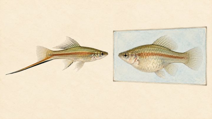 魚のオスの好みは単純、メスの好みは複雑だと判明