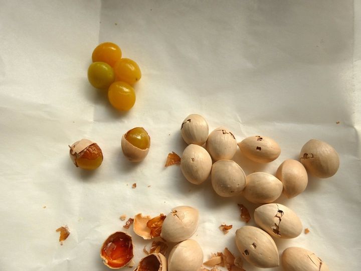 え、こんなに簡単!? 「電子レンジで銀杏の殻むき」