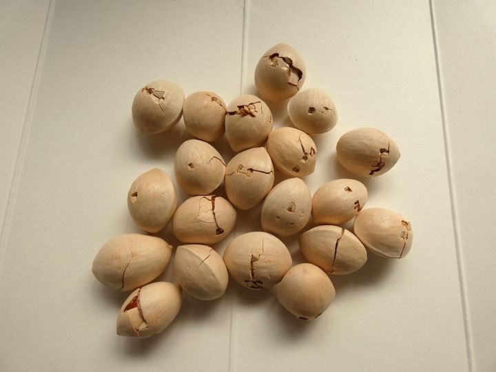 え、こんなに簡単!? 「電子レンジで銀杏の殻むき」