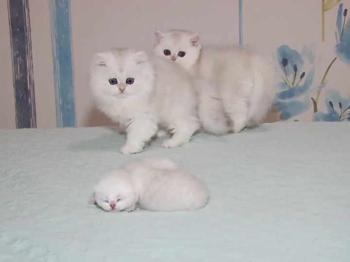 初めて見る赤ちゃん猫にドキドキする先輩子猫たち！