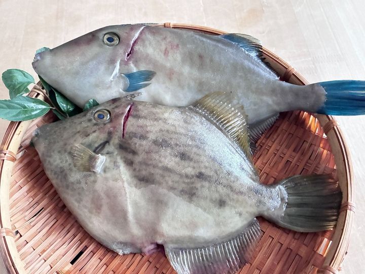 【天然魚クエスト】鮮度抜群の贅沢がやってきた！ お刺身尽くしとアラまで味わう絶品献立 