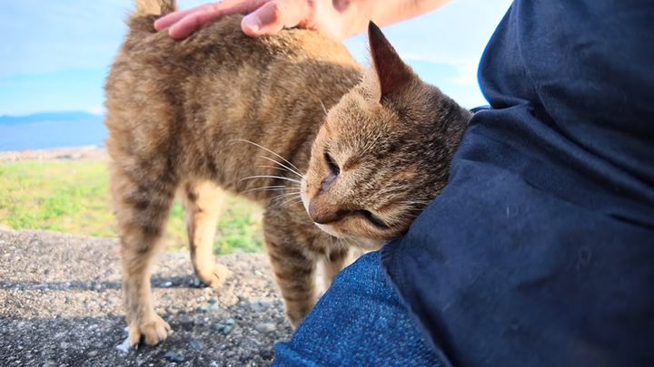 撫でるとすり寄ってくる猫
