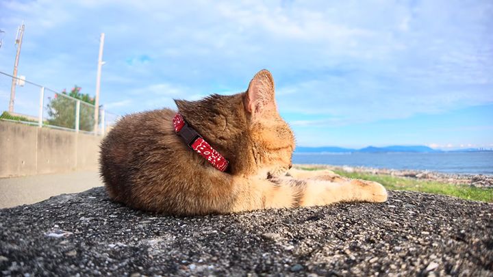 防波堤にいた猫