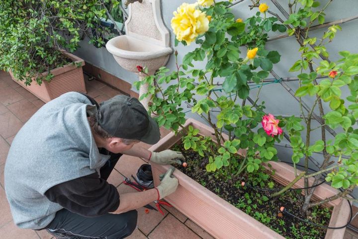大型のプランターでバラ3株を育てている例。今後は2株に絞って草花をプラスするほうが、ボリュームの観点からもまとまりやすいでしょう。