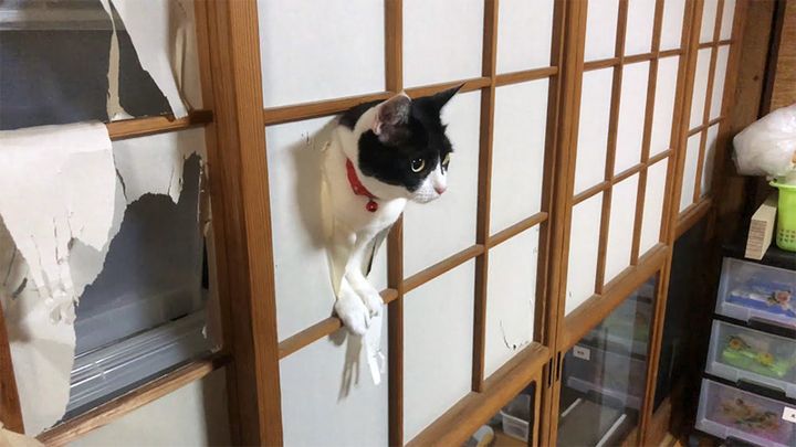 障子から顔を出す猫