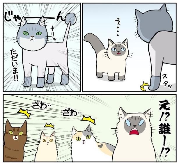 猫の記憶力3 もちこ(@mogutchecho)