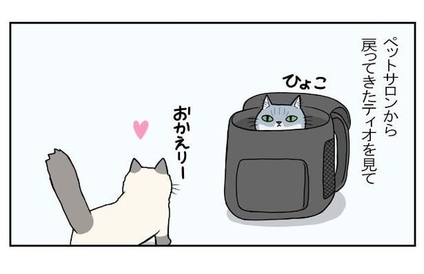 ペットサロンから帰ってきたティオに駆け寄るフィリア。この後ティオの全身を見たフィリアは「シャー」と威嚇する もちこ(@mogutchecho)