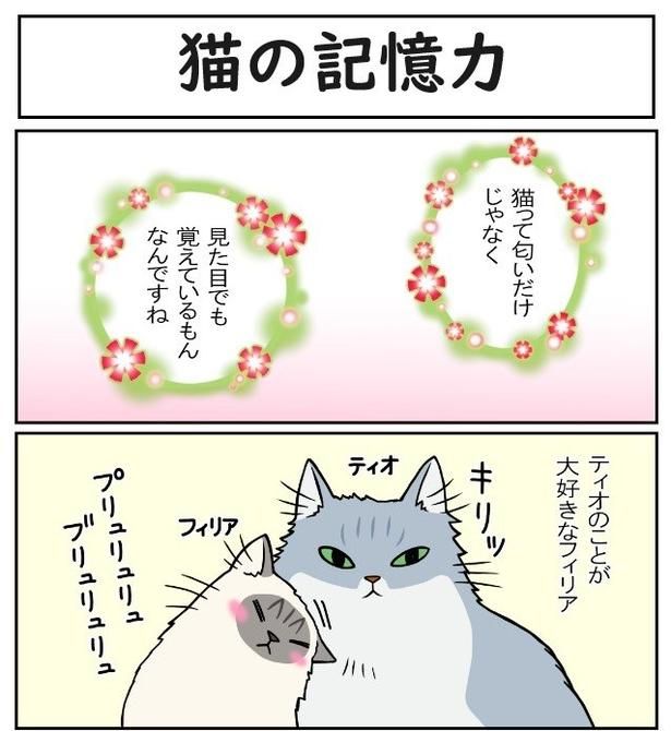 フワフワの長毛猫のティオとフィリア。仲良しカップルに亀裂が入る!? もちこ(@mogutchecho)