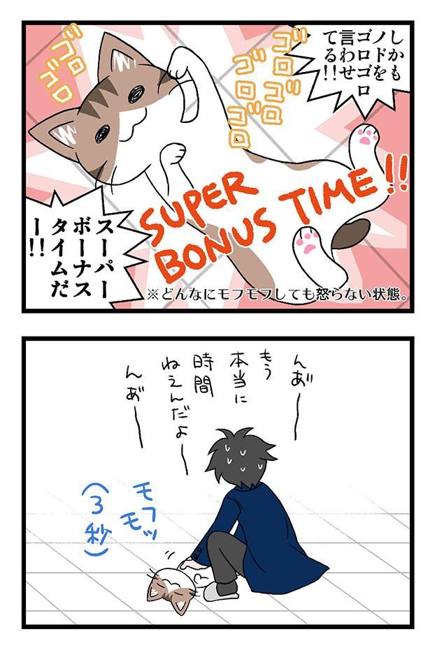 モフモフ選手権・朝の部。時間がないけど、かわいい猫を前にしたら逆らえない…