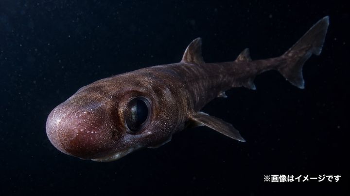 体長わずか21.5cmの新種「ランタンシャーク」を発見