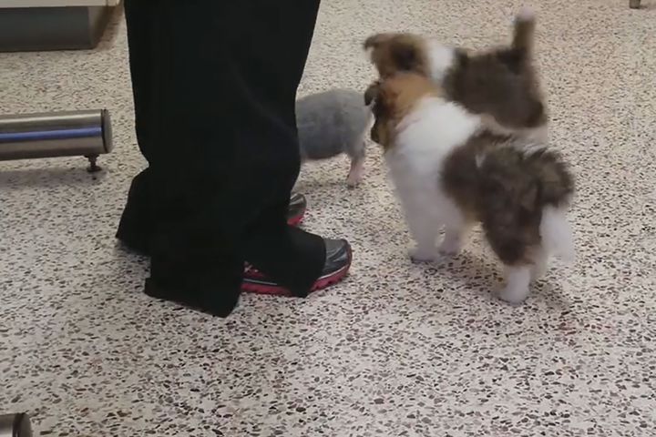 足元に集まるシェルティの子犬たち…あれ、混ざってるのは？