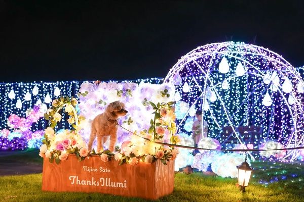 【静岡県伊豆市】「虹の郷イルミtheナイト2026」開催！もみじライトアップや打ち上げ花火も実施