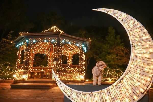 【静岡県伊豆市】「虹の郷イルミtheナイト2026」開催！もみじライトアップや打ち上げ花火も実施