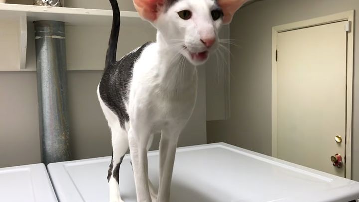 何か欲しい時にハンッと鳴く猫